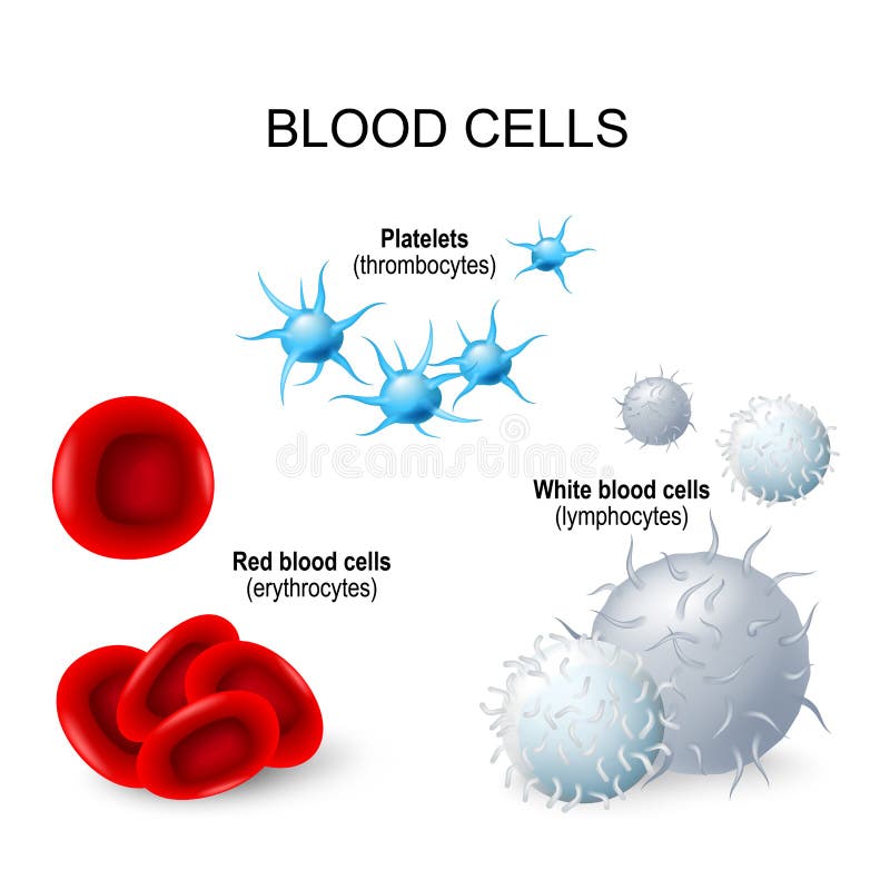 Blutzellen: Plättchen, weiße Blutkörperchen und rote Blutkörperchen