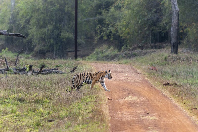 Blyg tigrinna som korsar vägen på maharashtraen för Tadoba tigerreserv, Indien royaltyfria bilder Blyg tigrinna som korsar vägen på maharashtraen för Tadoba tigerreserv, Indien royaltyfria bilder