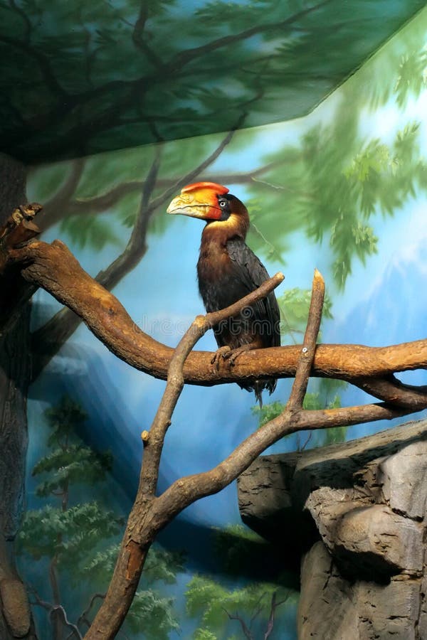 Blyth`s hornbill Rhyticeros plicatus, Papuan hornbill in a zoo