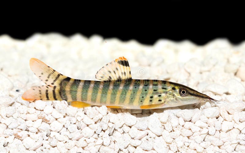 Blyth s loach catfish Syncrossus berdmorei blyth Botia berdmorei aquarium