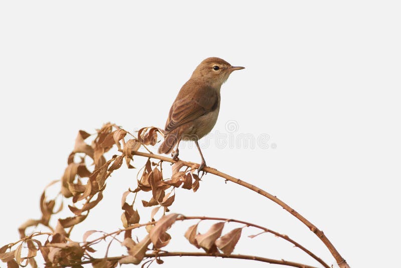 Blyths reed warbler sits on a dry branch of willow isolated on