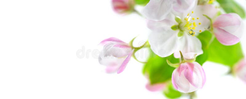 Bläckblommor. vacker blomning av äppelträdsslutning. Trädgårdskoncept botaniskt. isolerad på vit royaltyfri fotografi