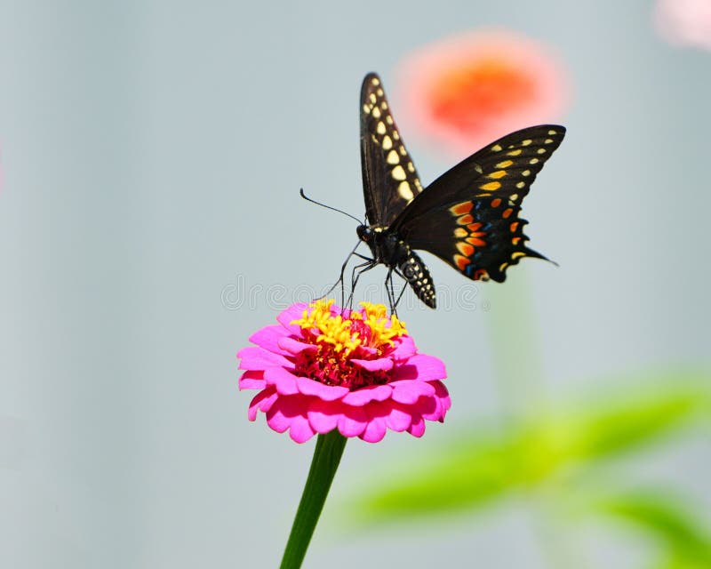 Bläckfisk med bläckfisk, bläckblomma fotografering för bildbyråer