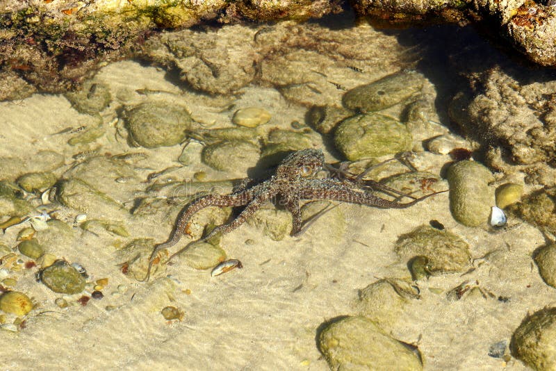 Bläckfisken i ett grunt vaggar pölpölen royaltyfria foton Bläckfisken i ett grunt vaggar pölpölen royaltyfria foton