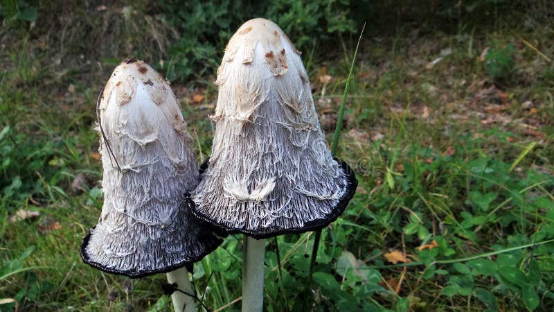 Bläckigt lock, coprinuscomatus royaltyfri bild Bläckigt lock, coprinuscomatus royaltyfri bild
