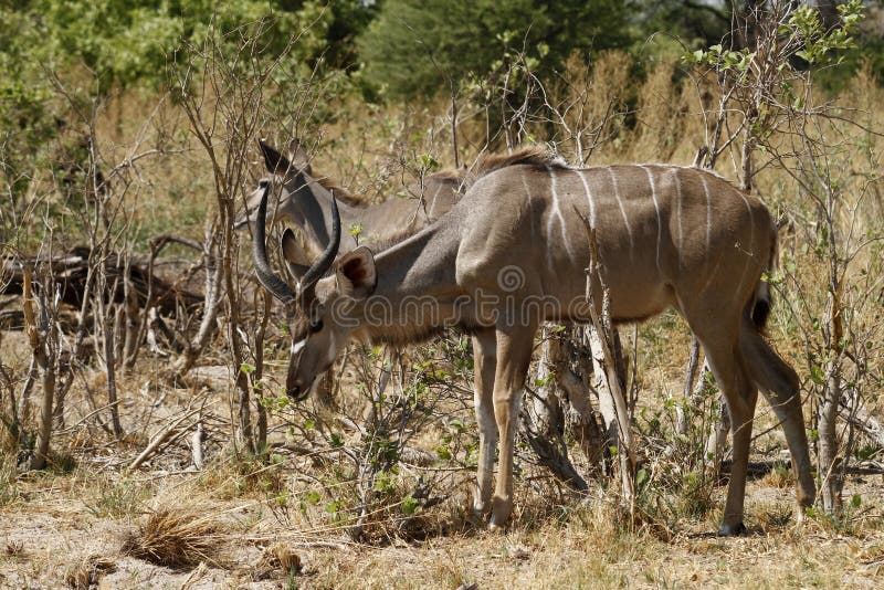 Bläddra större Kudu flock fotografering för bildbyråer Bläddra större Kudu flock fotografering för bildbyråer
