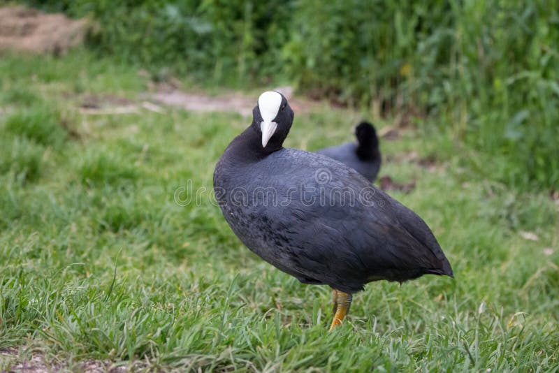 Blässhuhn im Gras, das Kamera betrachtet Eurasisches Blässhuhn auf Bauernhof Wasservögel im Park Vogelkonzept Schwarzer Vogel mit stockbilder Blässhuhn im Gras, das Kamera betrachtet Eurasisches Blässhuhn auf Bauernhof Wasservögel im Park Vogelkonzept Schwarzer Vogel mit stockbilder