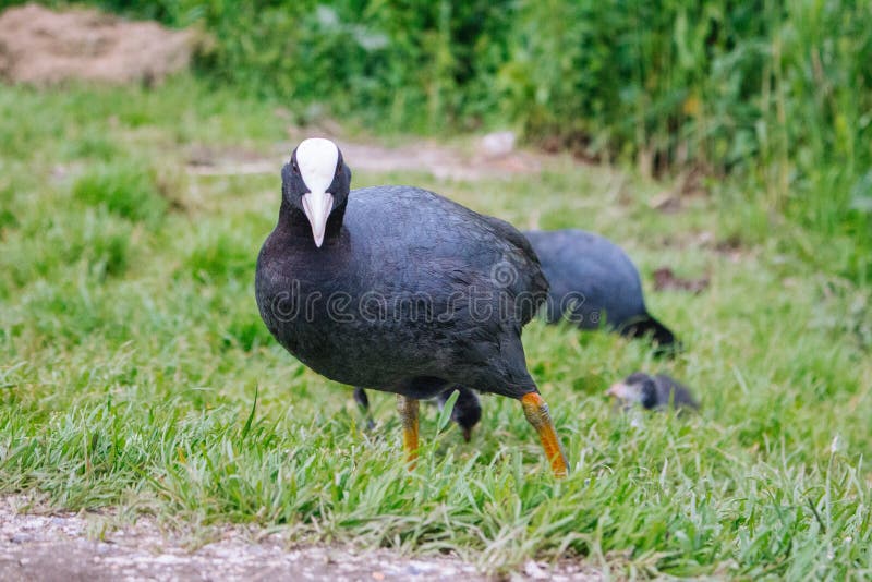 Blässhuhn im Gras, das Kamera betrachtet Eurasisches Blässhuhn auf Bauernhof Wasservögel im Park Vogelkonzept Schwarzer Vogel mit lizenzfreie stockfotos Blässhuhn im Gras, das Kamera betrachtet Eurasisches Blässhuhn auf Bauernhof Wasservögel im Park Vogelkonzept Schwarzer Vogel mit lizenzfreie stockfotos