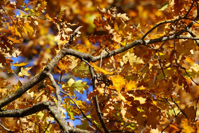 Blätter der gelben Eiche auf Baumasten stockfotos