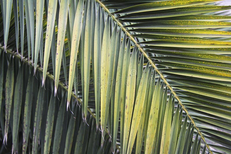 Blätter der Palme stockfotos Blätter der Palme stockfotos