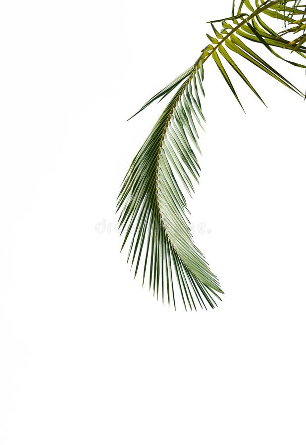 Blätter der Palme lokalisiert auf weißem Hintergrund stockbilder Blätter der Palme lokalisiert auf weißem Hintergrund stockbilder