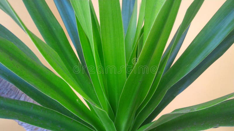 Grüne Pflanze Mit Langen, Spitzen Blättern Leicht Gelb Von Oben