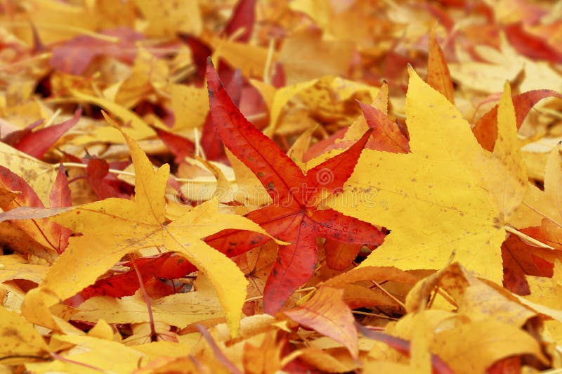 Blätter im Herbst stockfotos Blätter im Herbst stockfotos