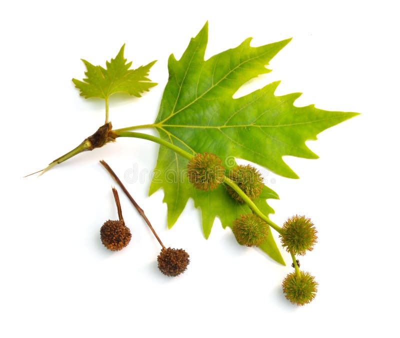 Blätter und Frucht von Platanus Flächen oder Platanen Getrennt auf wei? em Hintergrund