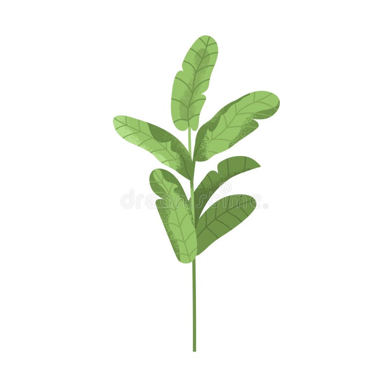 Blätterzweig mit langen Bananenblättern. Grüne Blattpflanze. Tropische exotische Vegetation. botanisch vektor abbildung