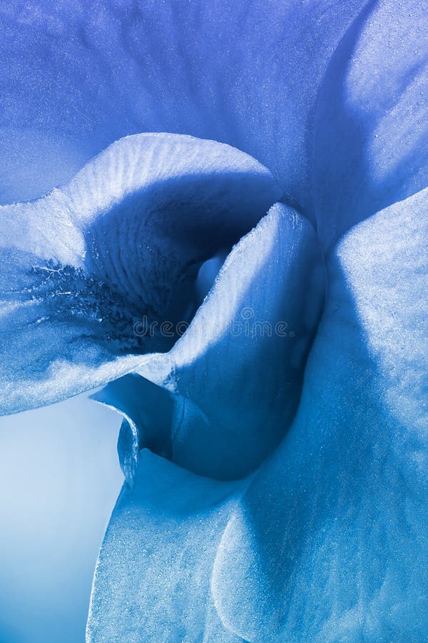 blå blomma arkivfoto blå blomma arkivfoto