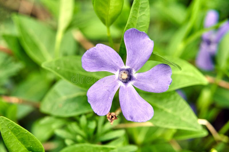 Blå blomma i en skugga på våren arkivfoto
