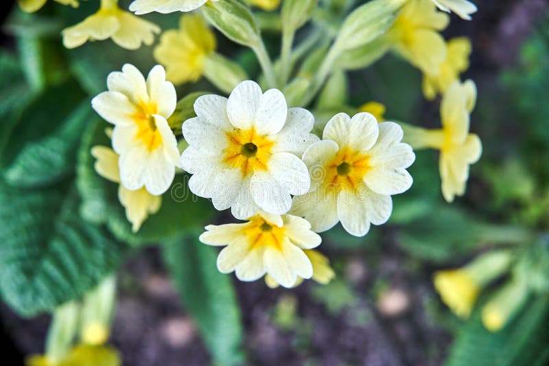 Blå blomma i en skugga på våren royaltyfri bild