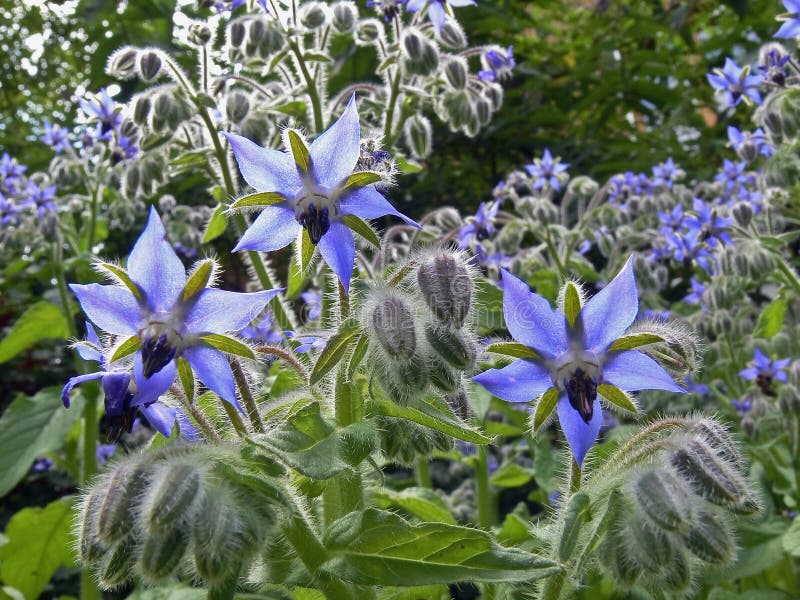 blå borage royaltyfri foto blå borage royaltyfri foto