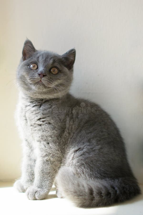 blå brittisk kattunge royaltyfri foto blå brittisk kattunge royaltyfri foto