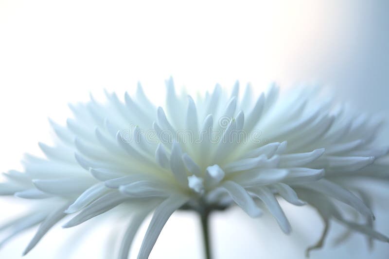 Blå chrysanthemumlampa