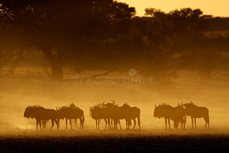 Blue wildebeest (Connochaetes taurinus) in dust at sunrise, Kalahari desert, South Africa. Blue wildebeest (Connochaetes taurinus) in dust at sunrise, Kalahari desert, South Africa