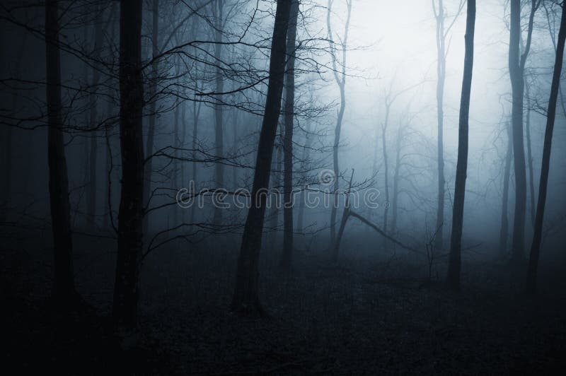 Blå dimma i läskig mörk skog royaltyfri fotografi Blå dimma i läskig mörk skog royaltyfri fotografi
