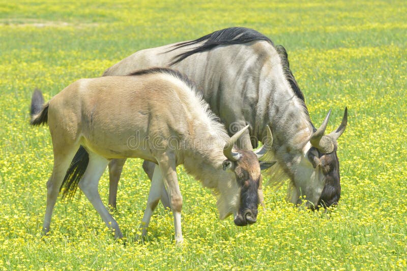 Blå gnu fotografering för bildbyråer Blå gnu fotografering för bildbyråer