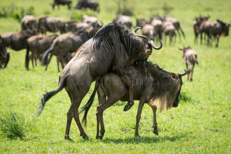 Blå gnu som parar ihop i gräs nära flocken royaltyfria foton Blå gnu som parar ihop i gräs nära flocken royaltyfria foton