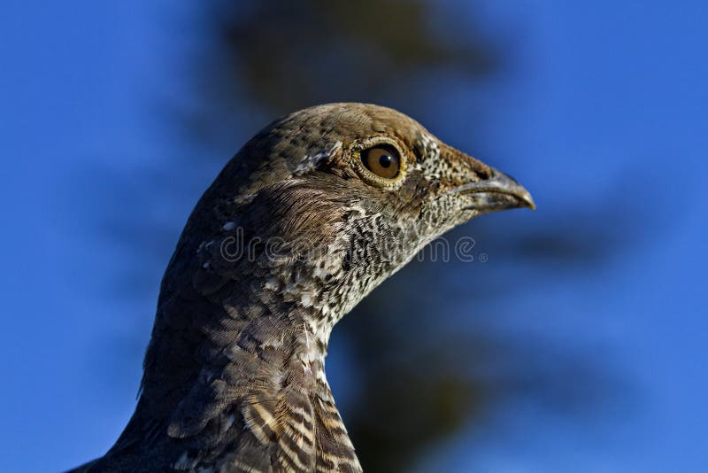 blå grousestående arkivfoto blå grousestående arkivfoto