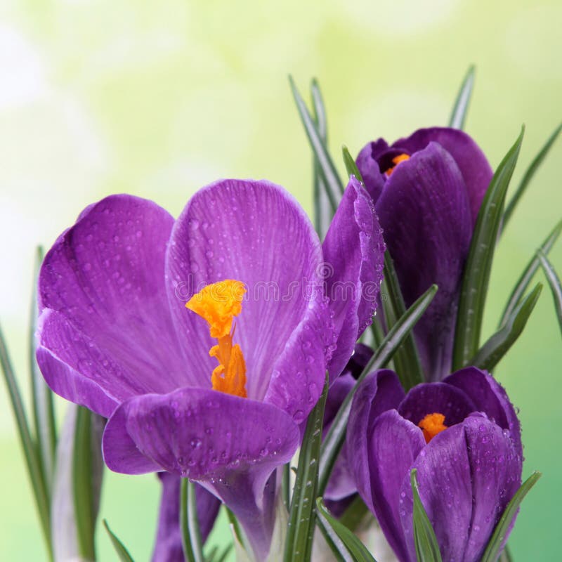 Blå krokus arkivfoton Blå krokus arkivfoton