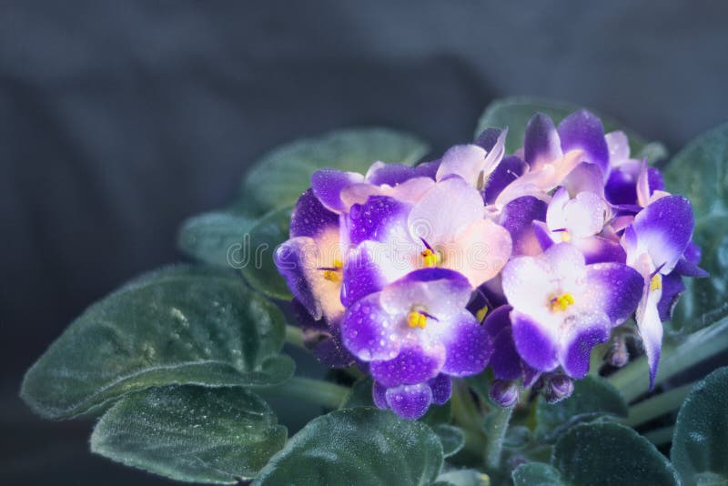 Blå och vit Saintpaulia royaltyfri fotografi Blå och vit Saintpaulia royaltyfri fotografi