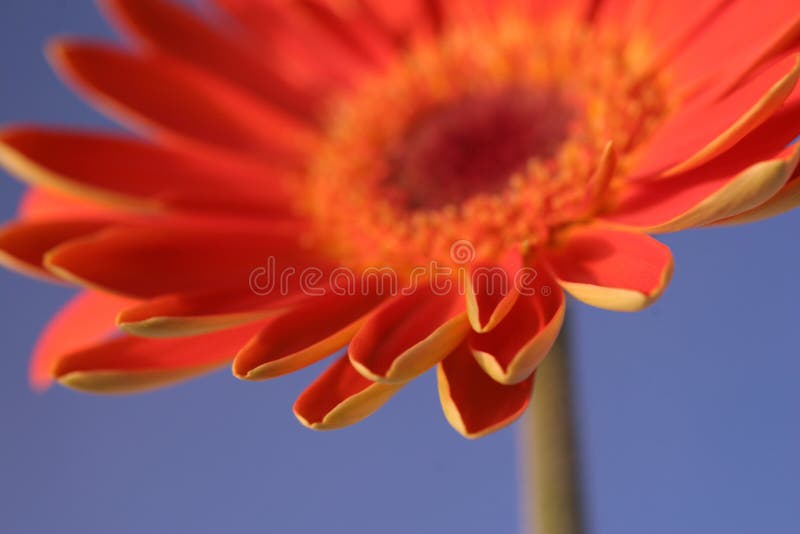 Orange flower closeup angled toward camera with ner-petals in closeup and the rest of the flower blurred. Orange flower closeup angled toward camera with ner-petals in closeup and the rest of the flower blurred