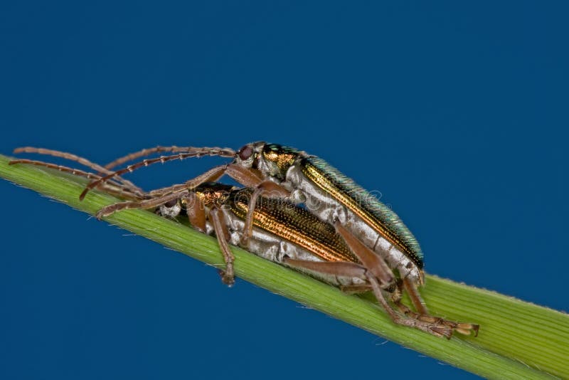 Couple Donacia Species making love in the blue sky with each other. Couple Donacia Species making love in the blue sky with each other