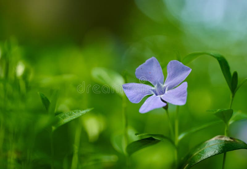 Blå periwinkle-blomma i stängningsvy arkivbild