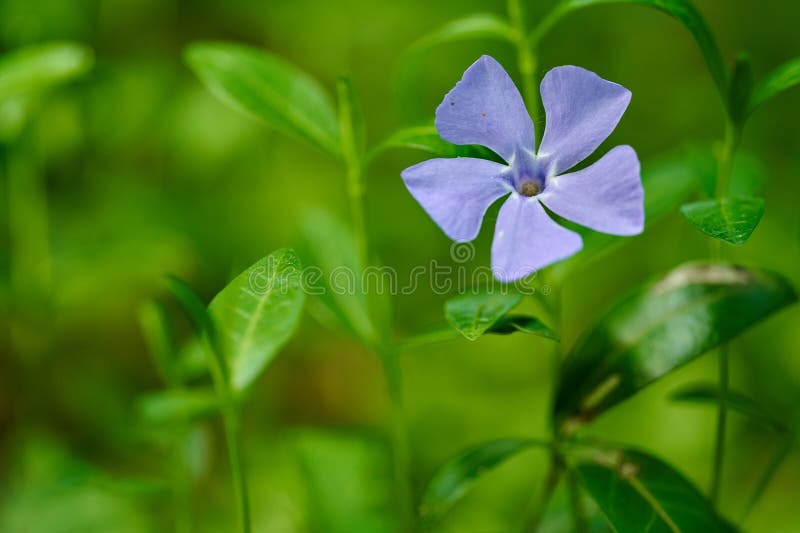 Blå periwinkle-blomma i stängningsvy royaltyfria foton