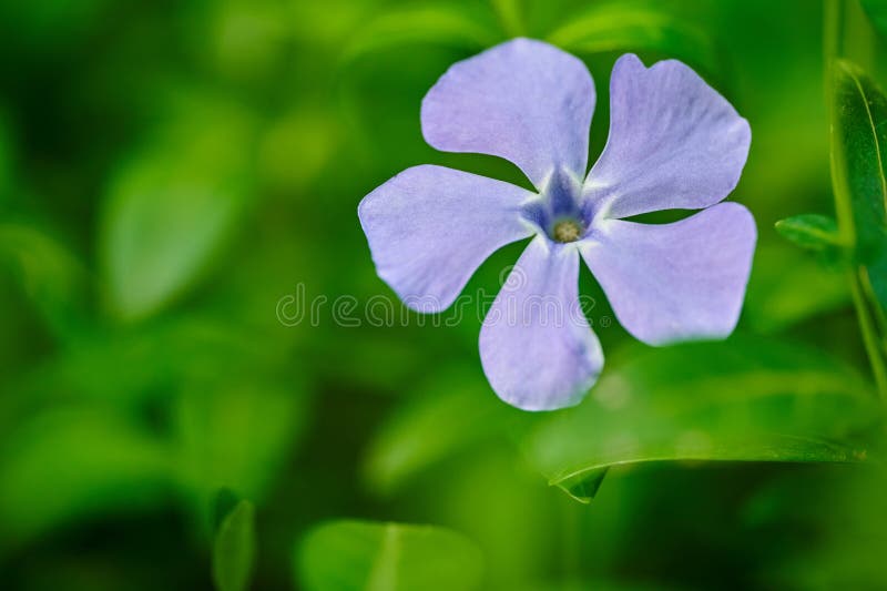 Blå periwinkle-blomma i stängningsvy fotografering för bildbyråer