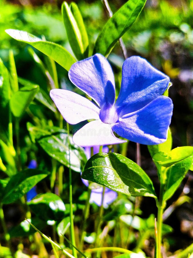 Blå periwinkle-blomma på en bakgrund av ljusgröna blad royaltyfri bild