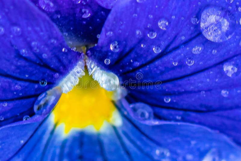 Spring flower Plants grow well in sunny or partially sunny positions in well-draining soils. Pansies are winter hardy in zones 4–8.The flower is 5 to 8 centimetres (2 to 3 in) in diameter and has two slightly overlapping upper petals, two side petals, and a single bottom petal with a slight beard emanating from the flower's center. Spring flower Plants grow well in sunny or partially sunny positions in well-draining soils. Pansies are winter hardy in zones 4–8.The flower is 5 to 8 centimetres (2 to 3 in) in diameter and has two slightly overlapping upper petals, two side petals, and a single bottom petal with a slight beard emanating from the flower's center.