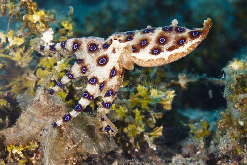 Blå ringed bläckfisk på reeftop i den Lembeh kanalen, Indonesien arkivfoto
