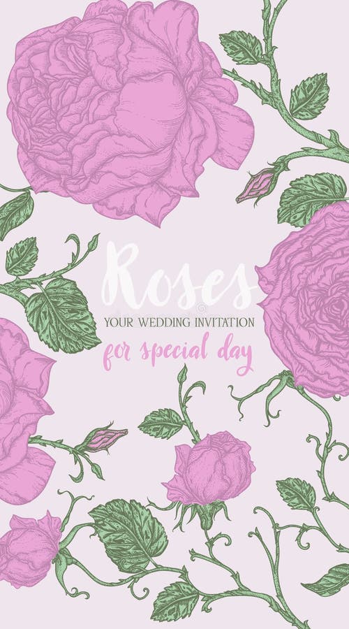 Blå Rose ram vektor illustrationer Blå Rose ram vektor illustrationer