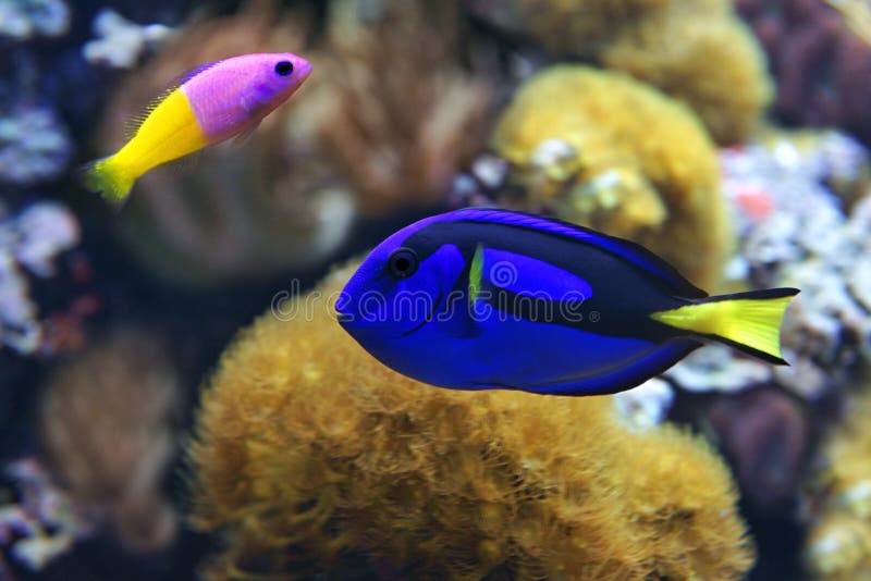 Blå skarp smakParacanthurus hepatus och Bicolor Dottyback Pictichromis paccagnella royaltyfria foton Blå skarp smakParacanthurus hepatus och Bicolor Dottyback Pictichromis paccagnella royaltyfria foton