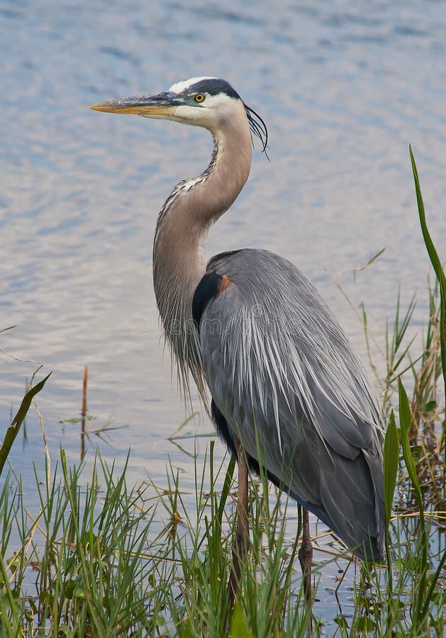 Blå stor heron royaltyfri bild