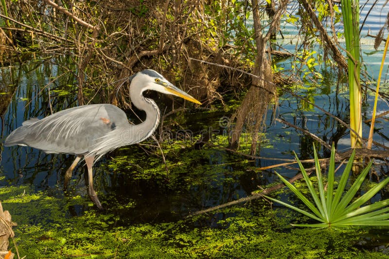 blå stor heron royaltyfri foto blå stor heron royaltyfri foto