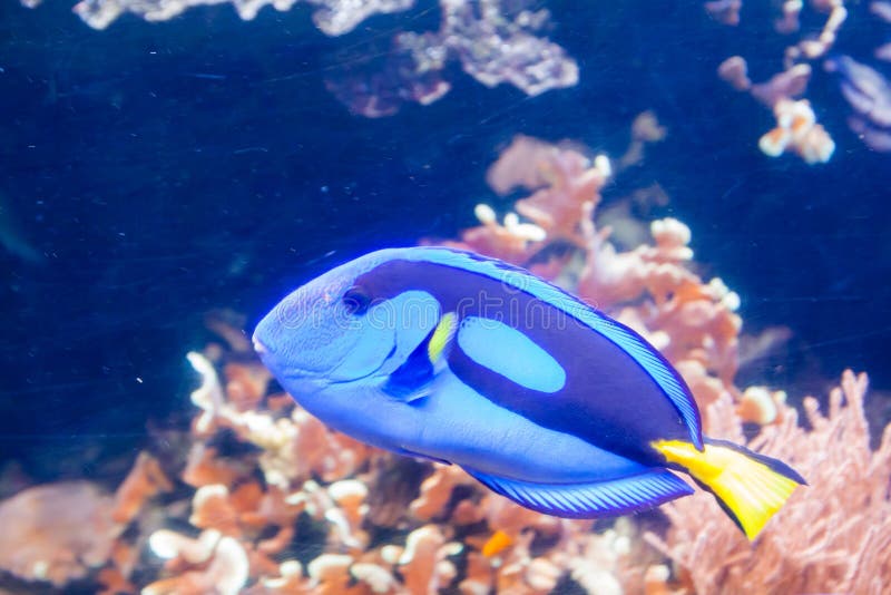 Blå Tang Surgeon Fish - Paracanthurus hepatus Underbar och härlig undervattens- värld med koraller och den tropiska fisken royaltyfri bild Blå Tang Surgeon Fish - Paracanthurus hepatus Underbar och härlig undervattens- värld med koraller och den tropiska fisken royaltyfri bild