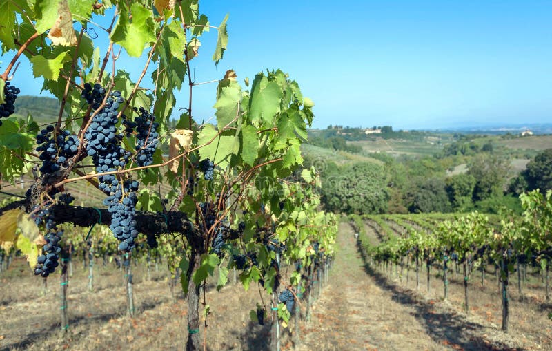 Blå vinranka i wineyard Färgrikt vingårdlandskap i Italien Vingården ror på Tuscany i höstskördtid royaltyfri bild Blå vinranka i wineyard Färgrikt vingårdlandskap i Italien Vingården ror på Tuscany i höstskördtid royaltyfri bild