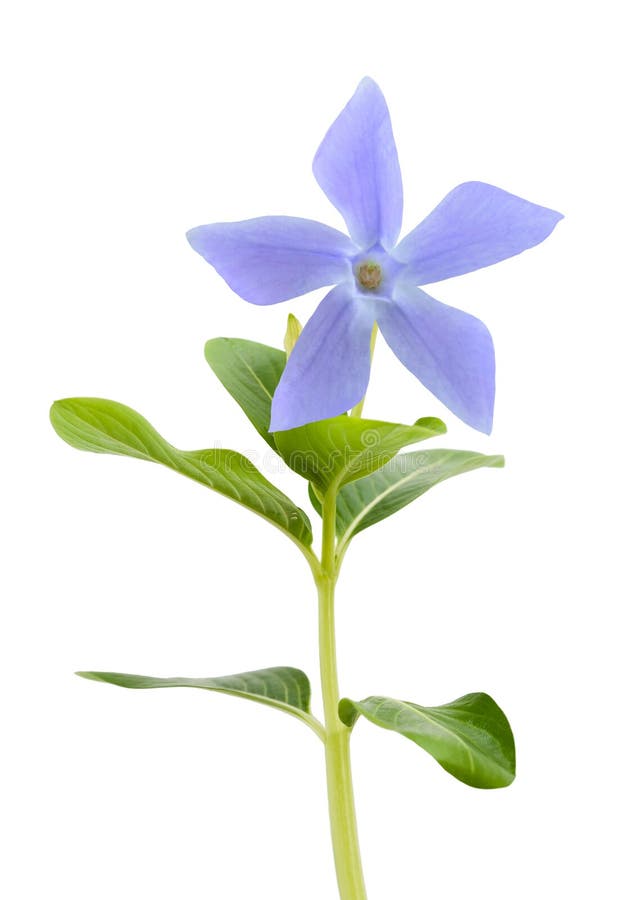 Blå vintergrönablomma arkivbild