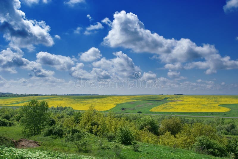 Blå yellow för fältrapeseedsky royaltyfri bild