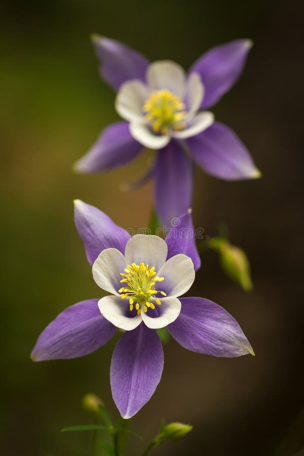 Close up of 2 blue columbines growing on the Aspen forest floor. Close up of 2 blue columbines growing on the Aspen forest floor