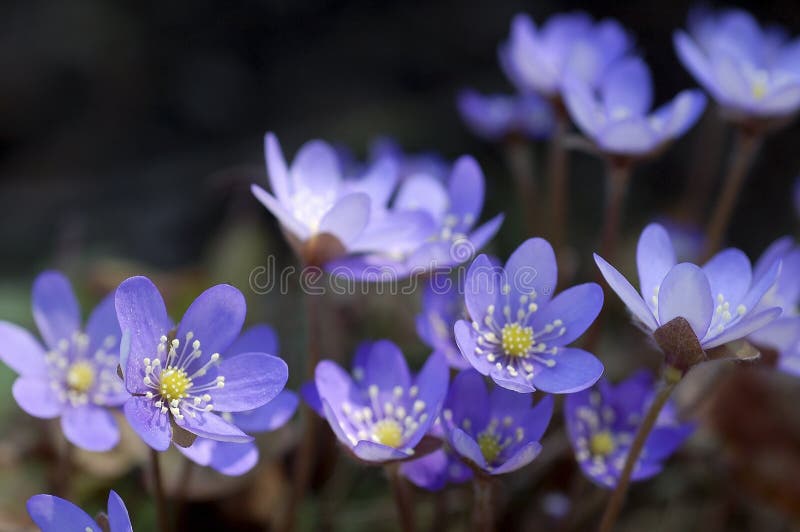 Blåa blommor arkivbilder Blåa blommor arkivbilder